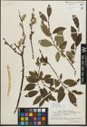 Foto von Salix myrsinifolia Salisb. x Salix phylicifolia L.